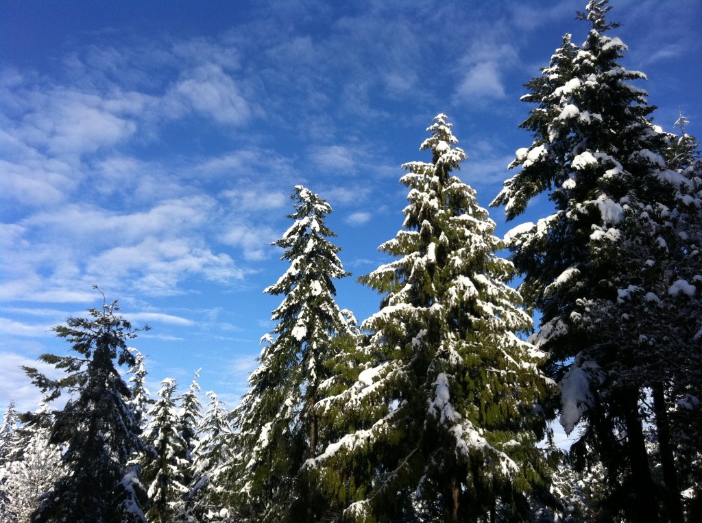 snow on tree tops with blue sky