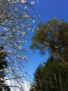 winter vs spring trees