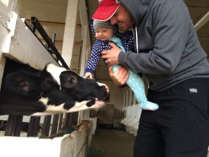 dad and baby visiting cows at D dutchman dairy
