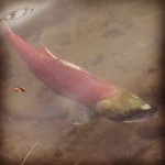 salmon spawning, bc