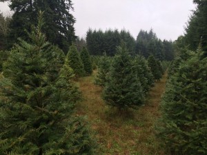 Evergreens growing in rows.