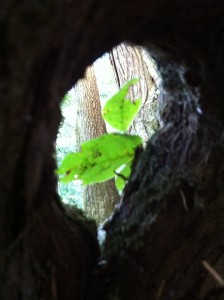 seeing the forest from a different perspective