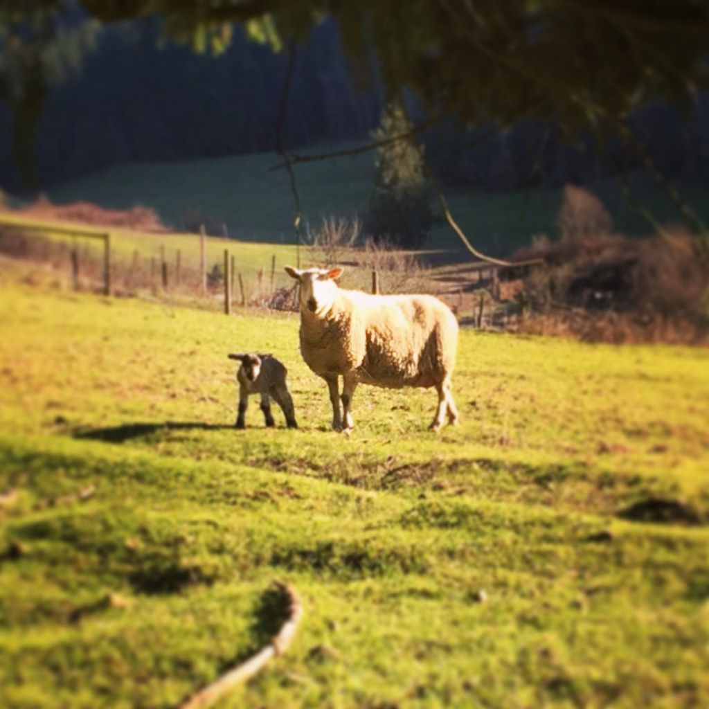 salt spring island sheep