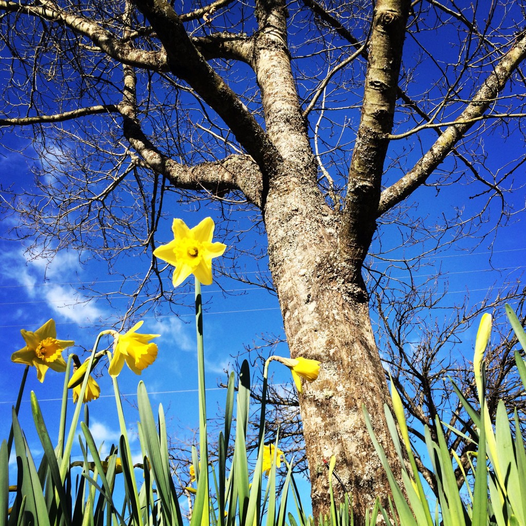 spring on salt spring island