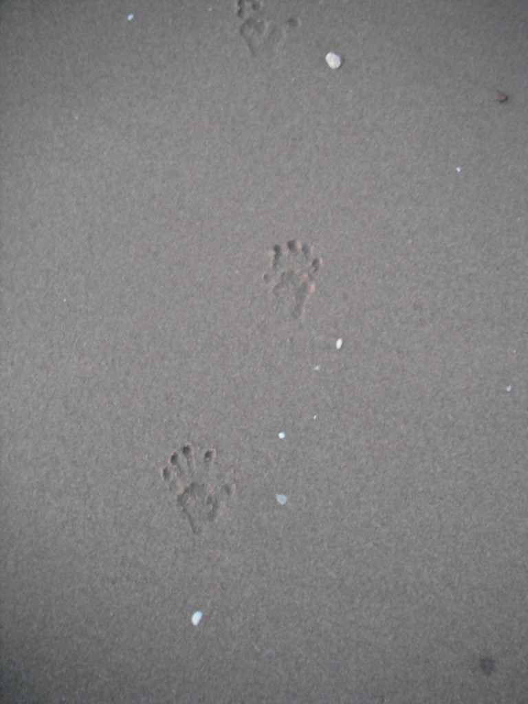 monkey hand and foot prints in sand