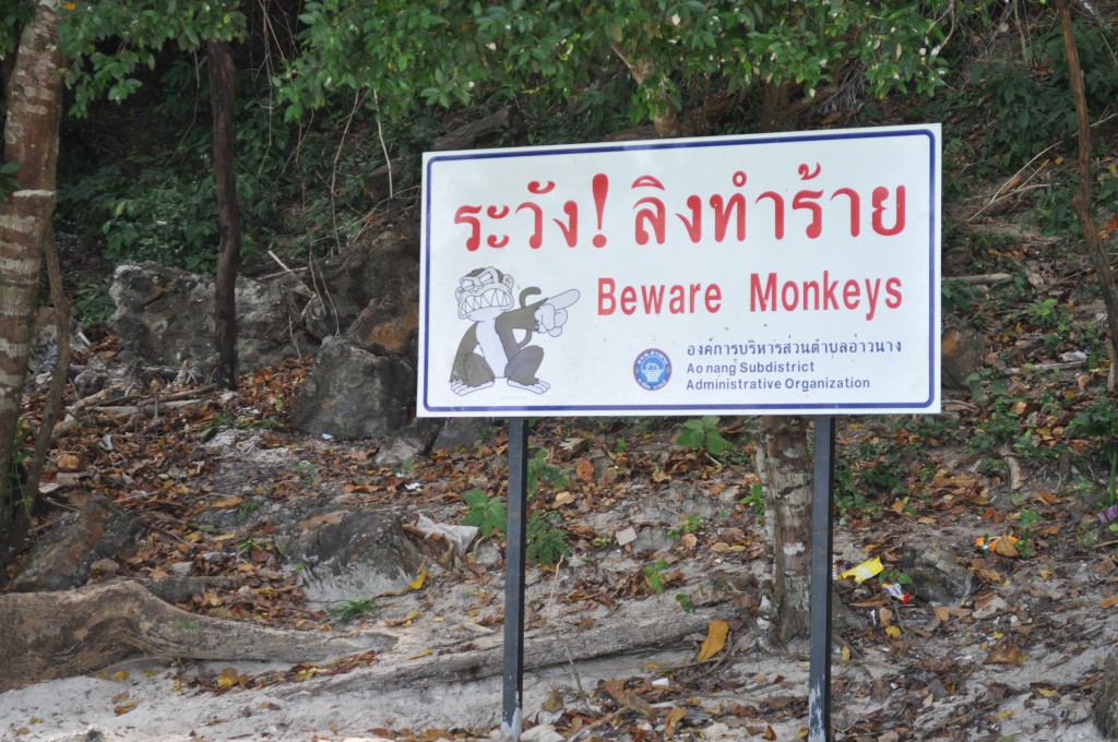 wild monkeys in thailand