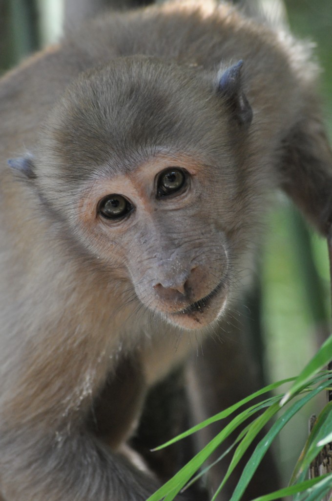 wild monkey in thailand