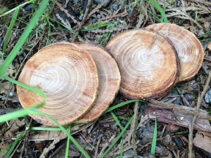 wood stacking blocks