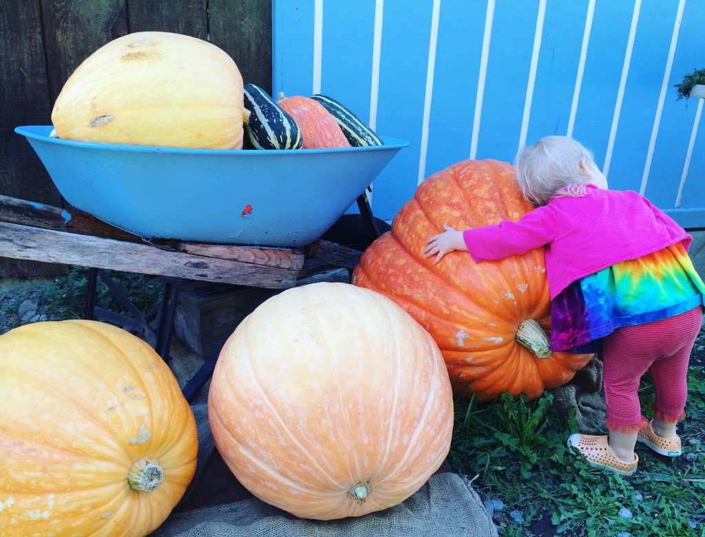 Toddler hugging pumpkins