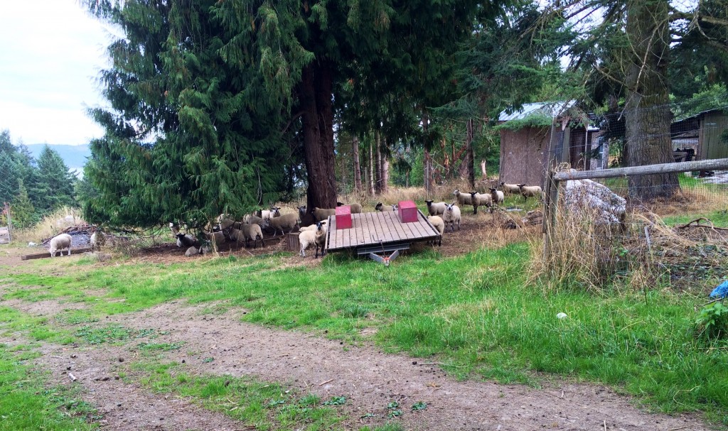 sheep on a farm