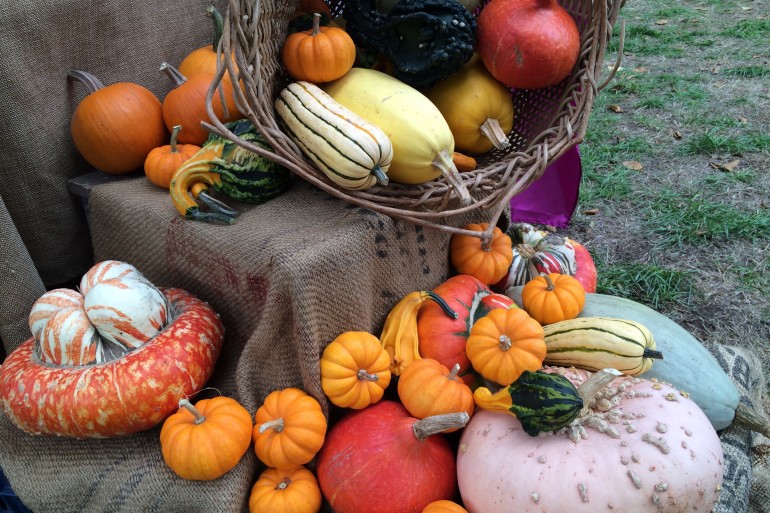 salt spring island fall fair gourds