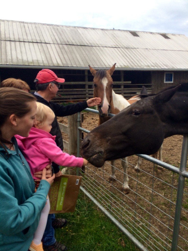 feeding horses north end farm