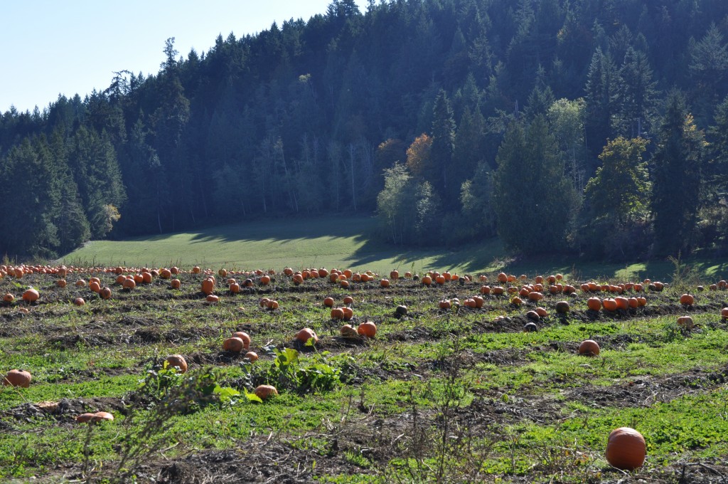 bon acres farm pumpkin patch