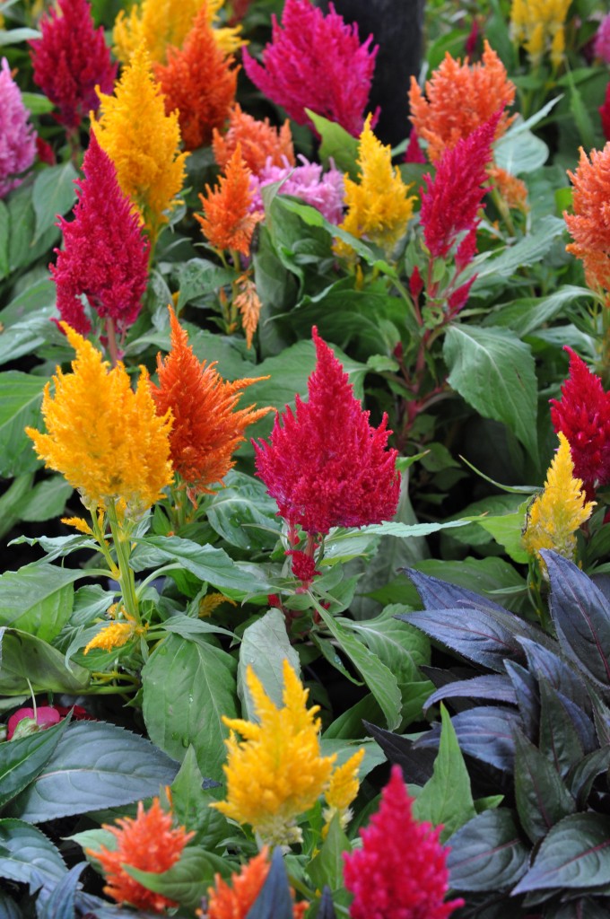 cool fluffy flowers at medellin botanical garden