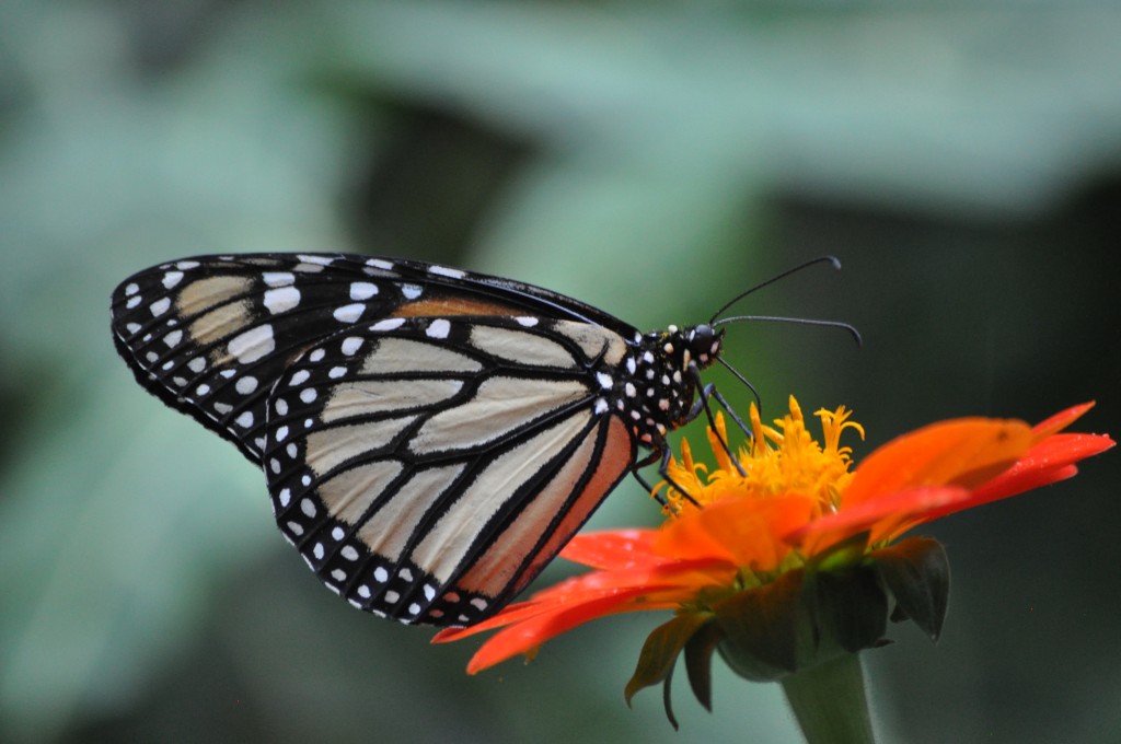 butterfly in medellin botanical garden colombia