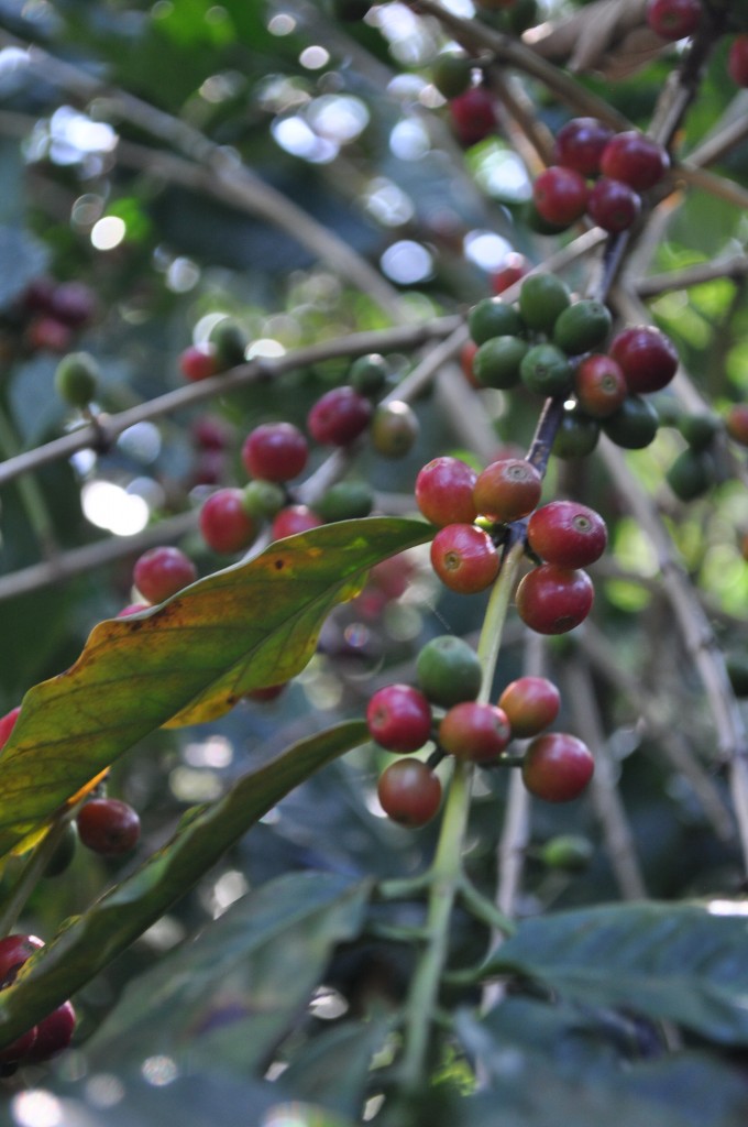 coffee growing in Minca, Colombia