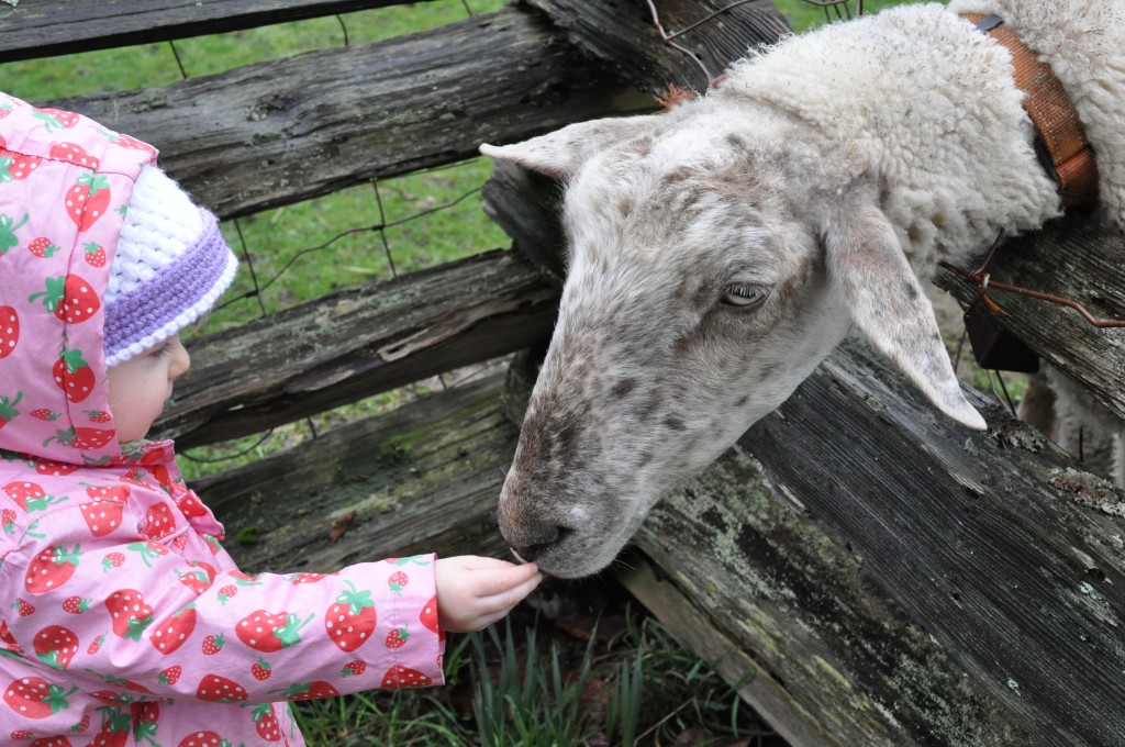 Visit a farm - Things to do on Saltspring Island with kids