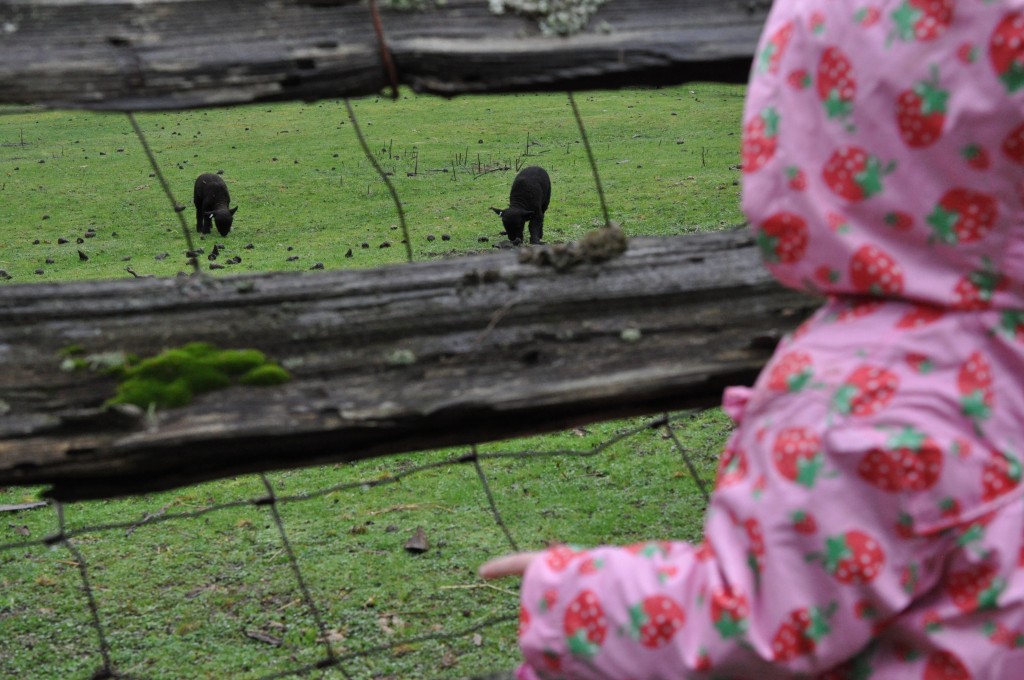 watching lambs