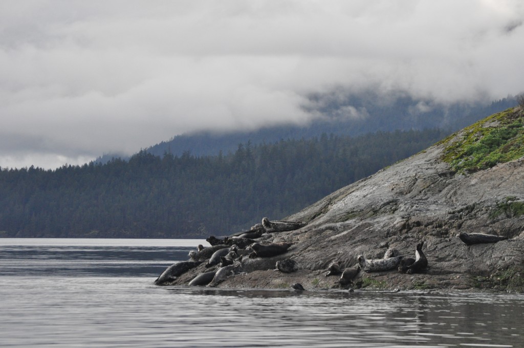 Seals on the Sunshine Coast - Unplugging