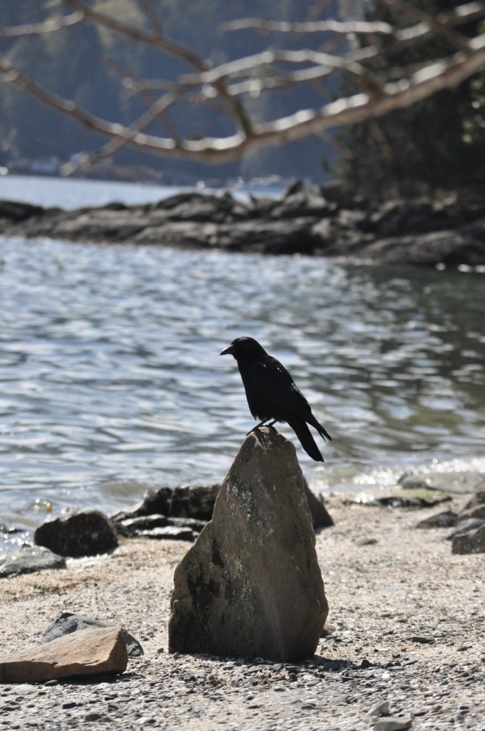 salt spring island crow