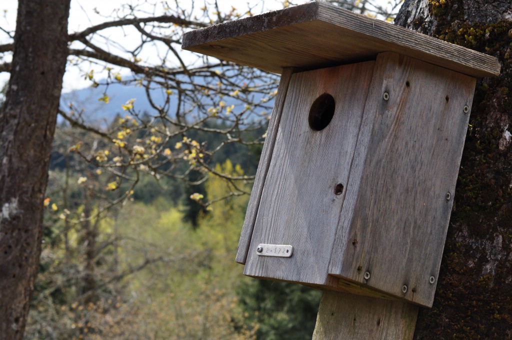 salt spring island bird house