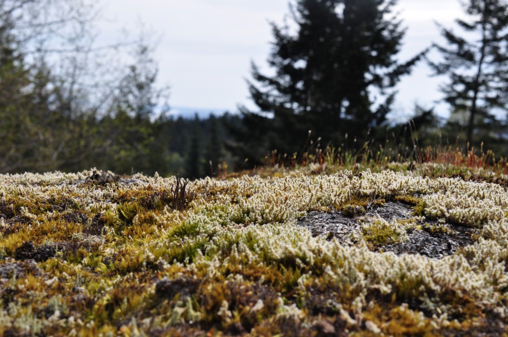 salt spring island nature conservancy