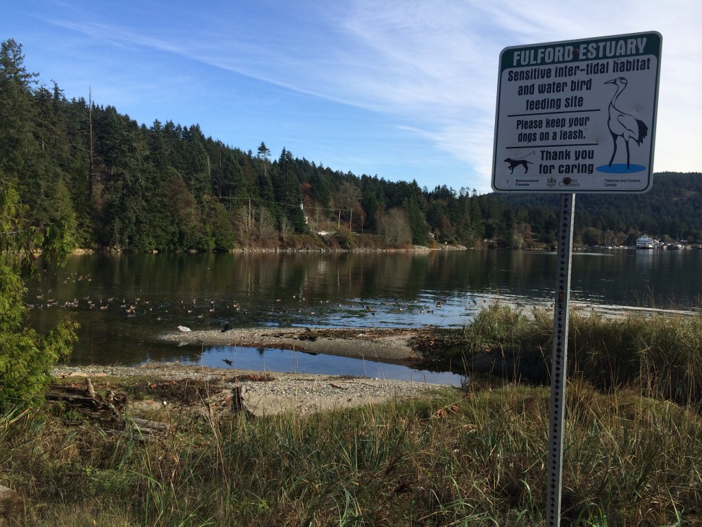 Fun things to do on Salt Spring Island - Fulford Estuary Bird Watching