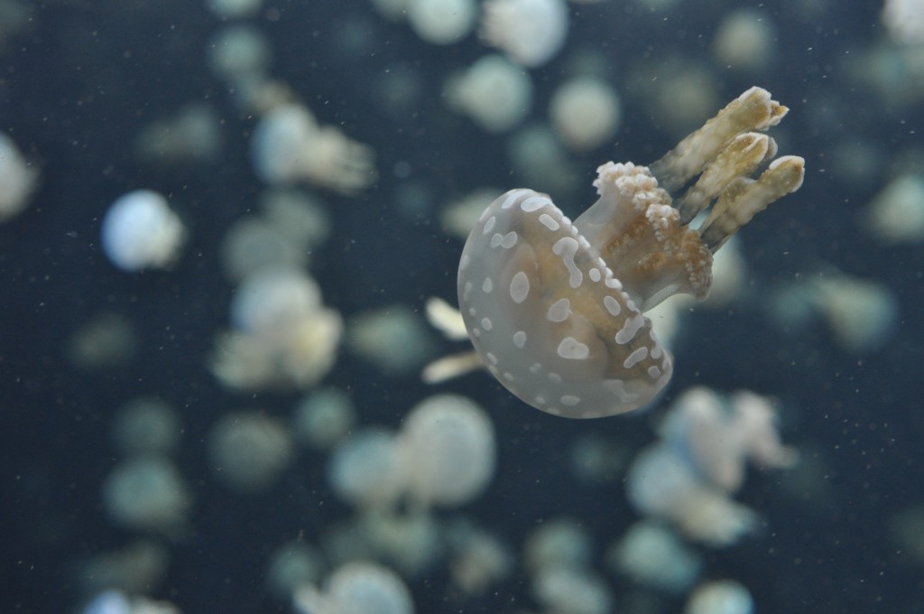 amateur photography jellyfish