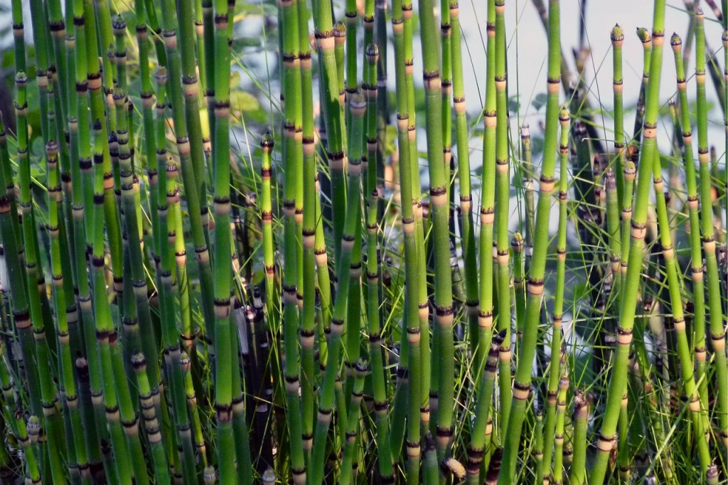 snake grass