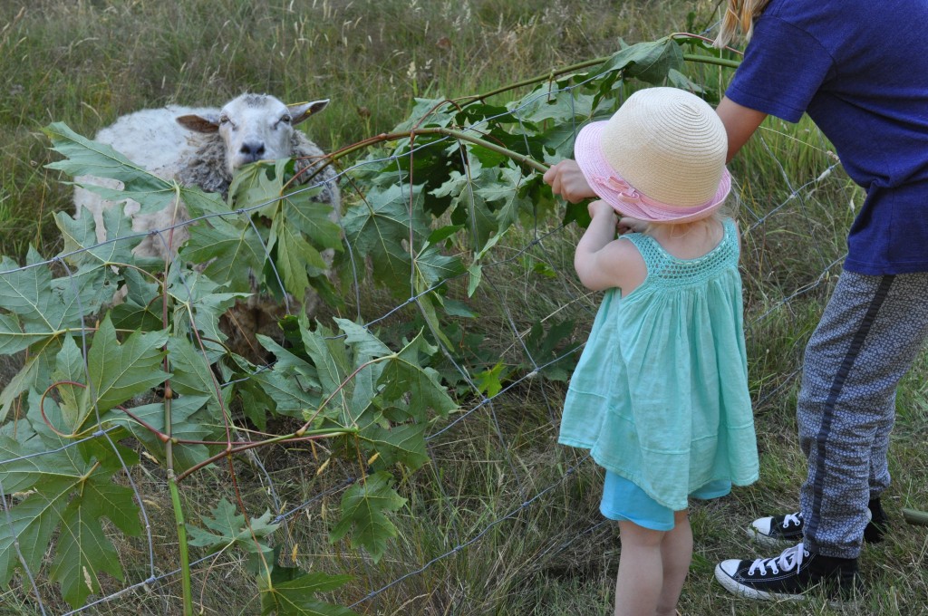 visit a farm canadian summer bucket list