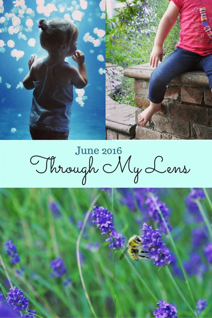 June Through My Lens - Amateur Photography