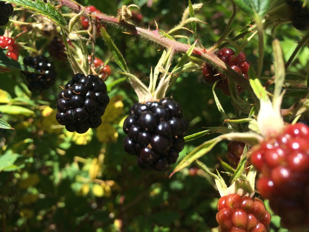 blackberries