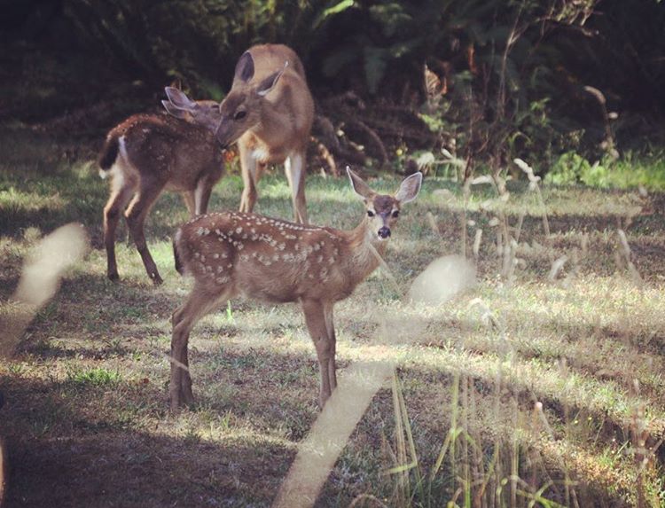  . . #itsthedeerouthere #saltspringisland #saltspringdeer #pnwwildlife #pnwwonderland #deer #onthelawn #backyardbabies #canadianwildlife #ilovebc #ilovecanada #fawn #mamalove #motherhoodrising #mamadeer #wildlifephotography #ohdeer #summerbabies #spotted #babydeer