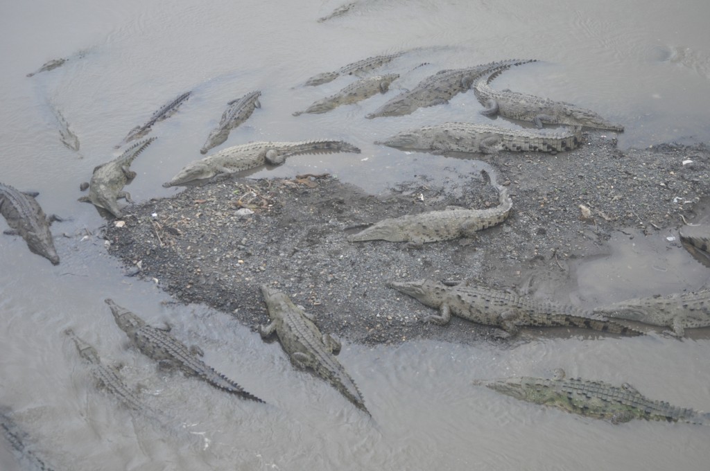 costa rica wildlife tarcoles crocodile bridge