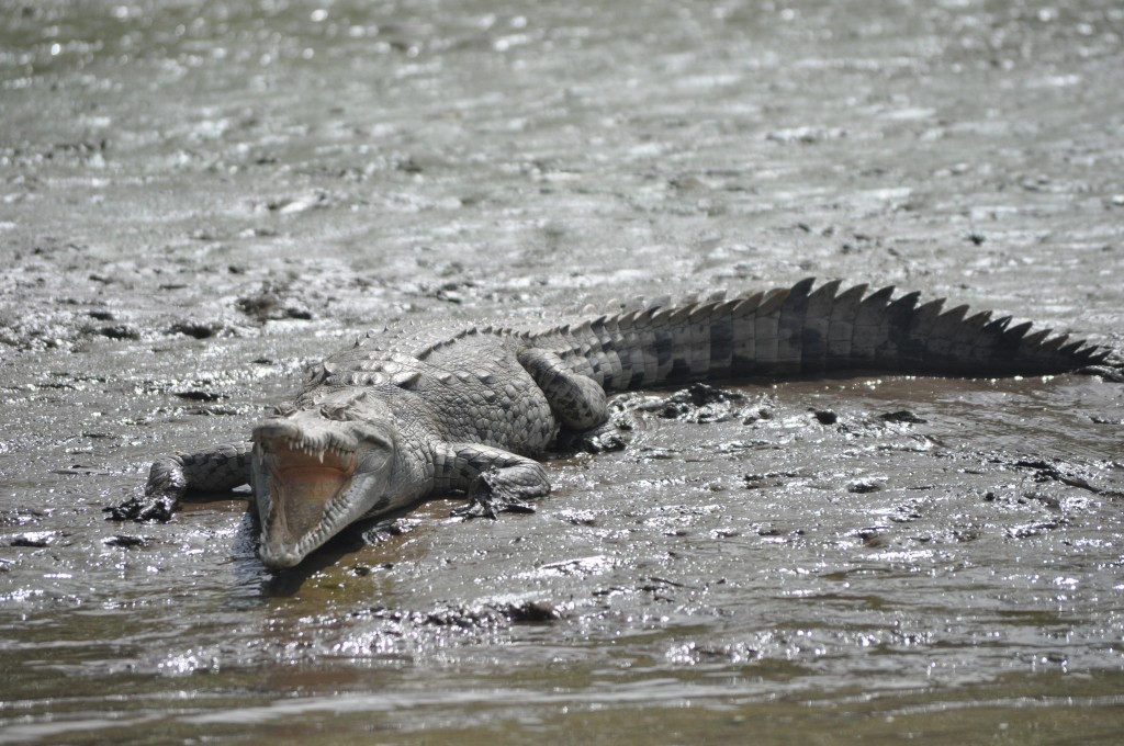 costa rica wildlife crocodile