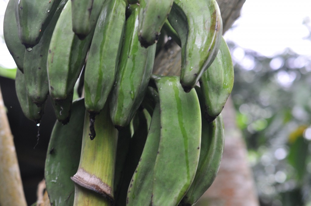 Bananas in Costa Rica culture and consumerism