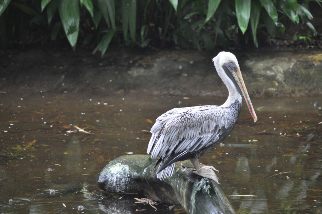 costa rica wildlife pelican