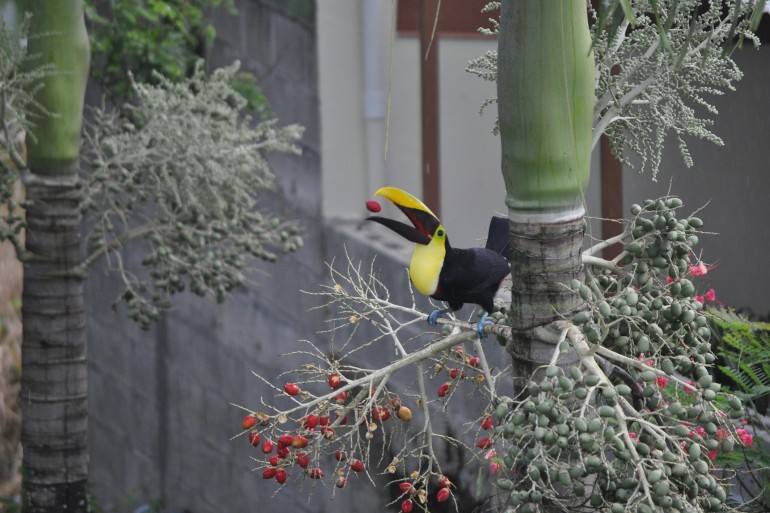 Costa Rica wildlife bird toucan