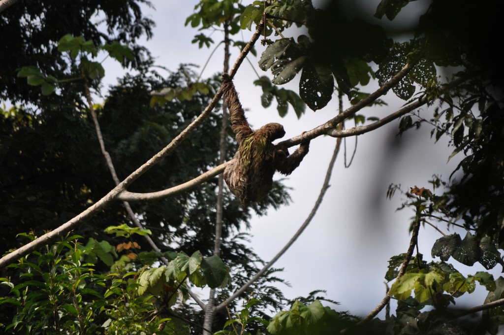 costa rica wildlife sloth