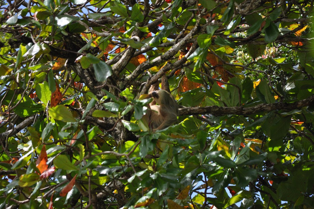 2-toed sloth Costa Rica wildlife