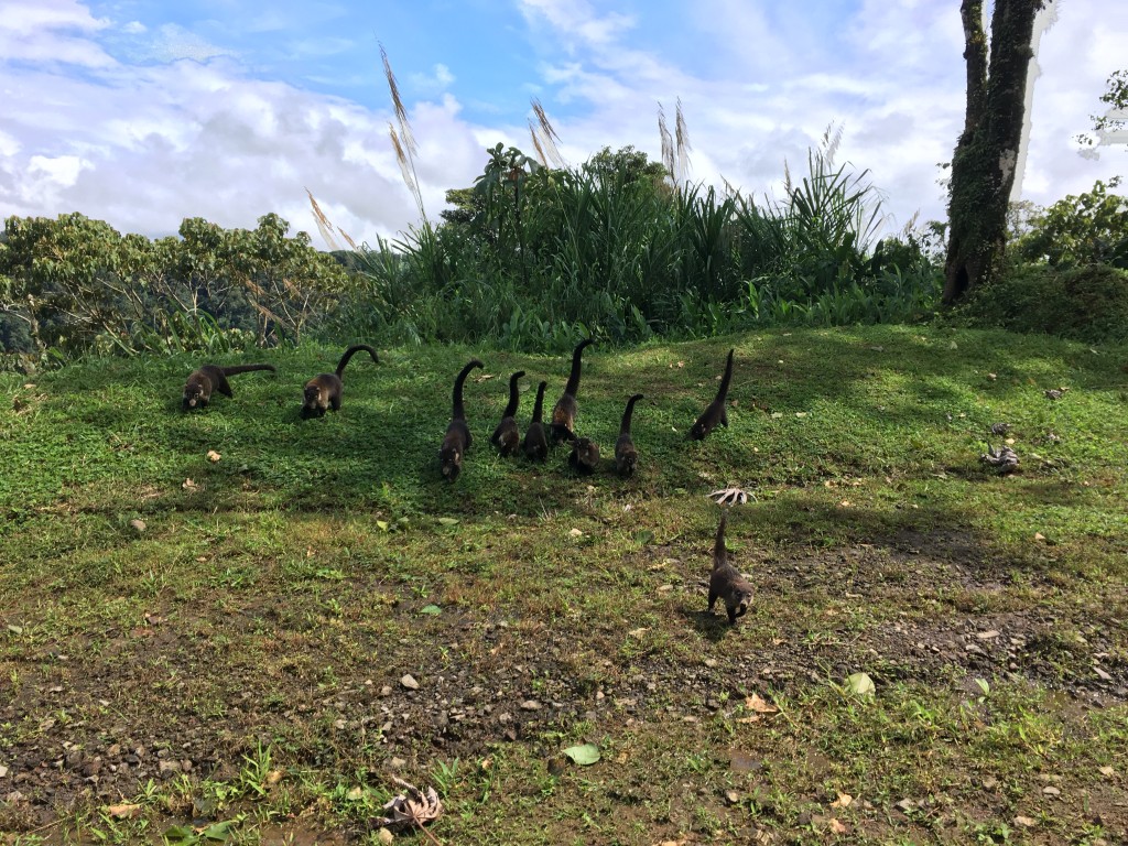 costa rica wildlife coatis