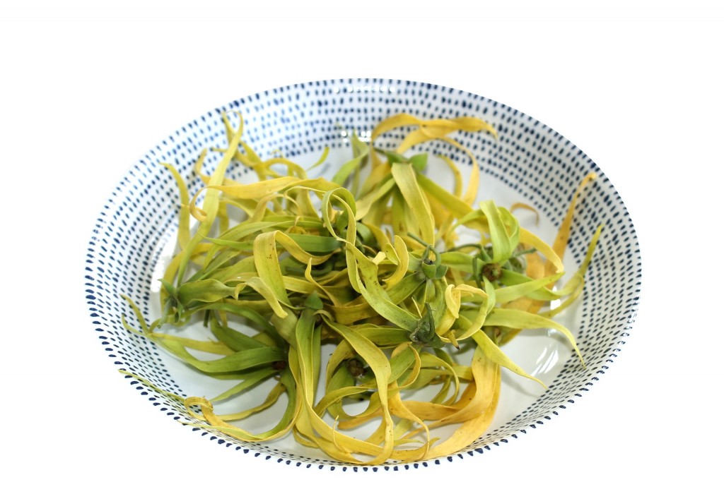 ylang-ylang-2148082_1920