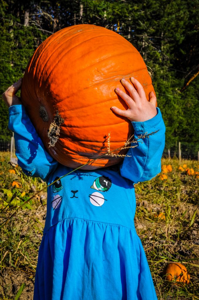 Salt spring island pumpkin patch