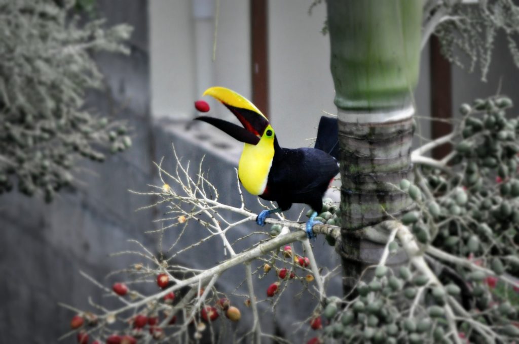 la fortuna costa rica toucan