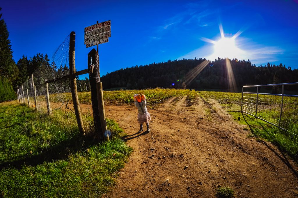 salt spring island pumpkin patch