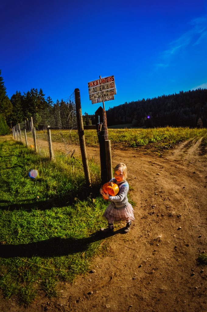 salt spring island pumpkin patch