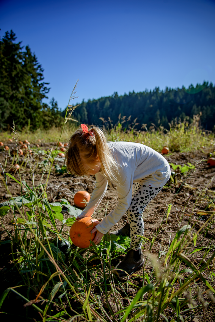 salt spring island pumpkin patch bon acres farm