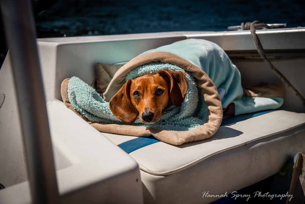 wiener dog on a boat