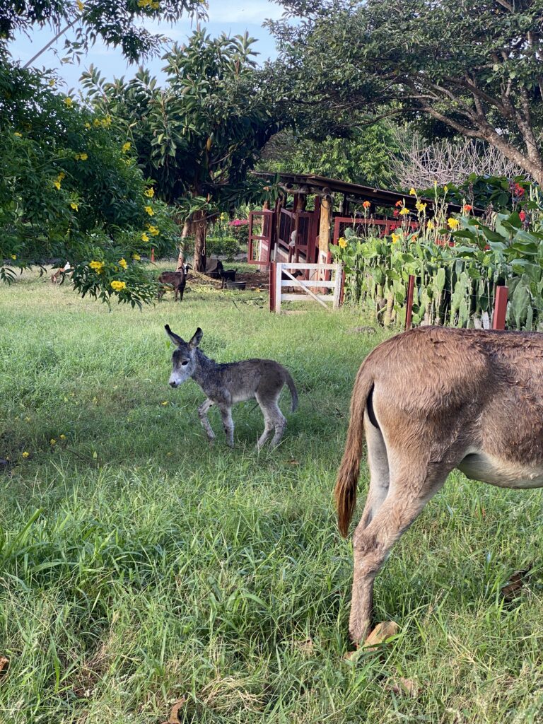 4-day-old baby donkey in a pasture with it's mama's rear end visible