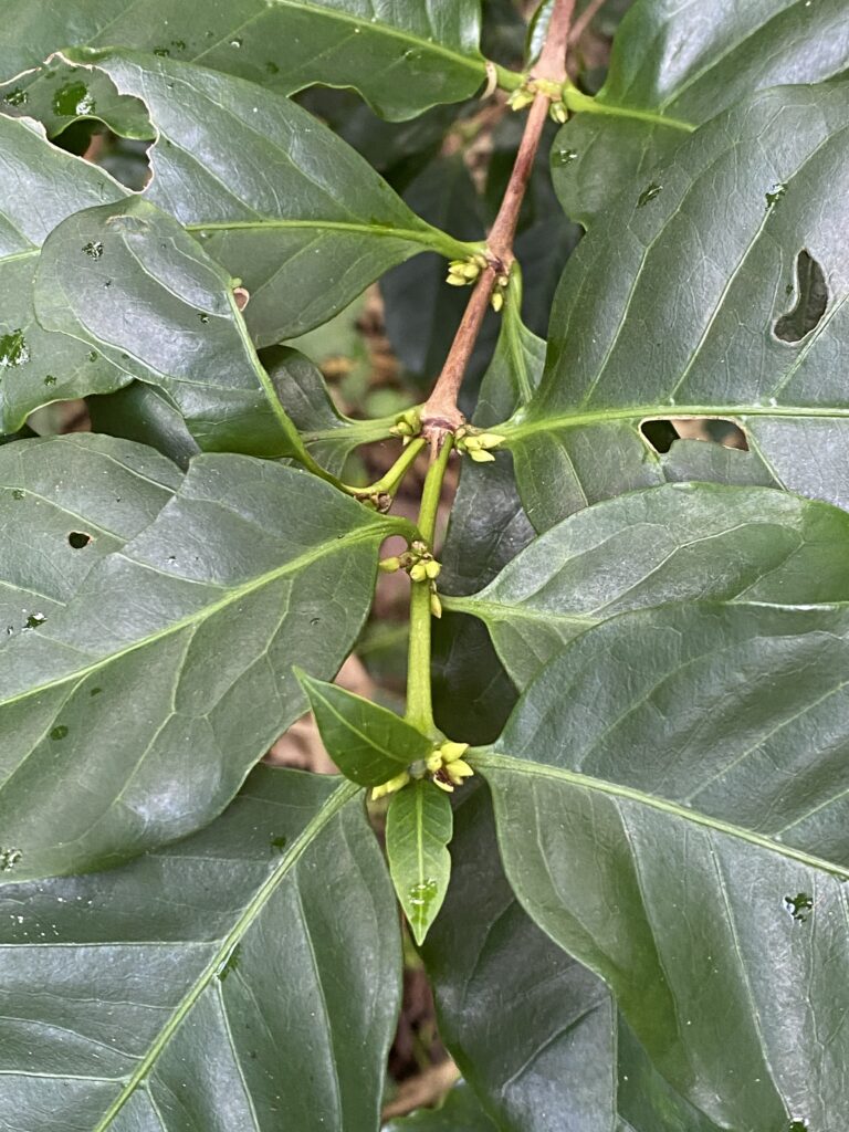 Flowering coffee plant